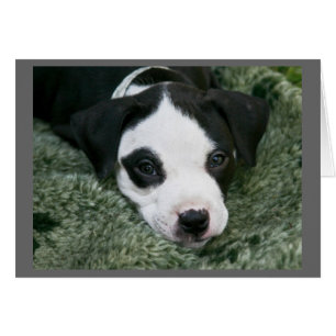 Carte de chiot Pit Bull Terrier - "Angie"