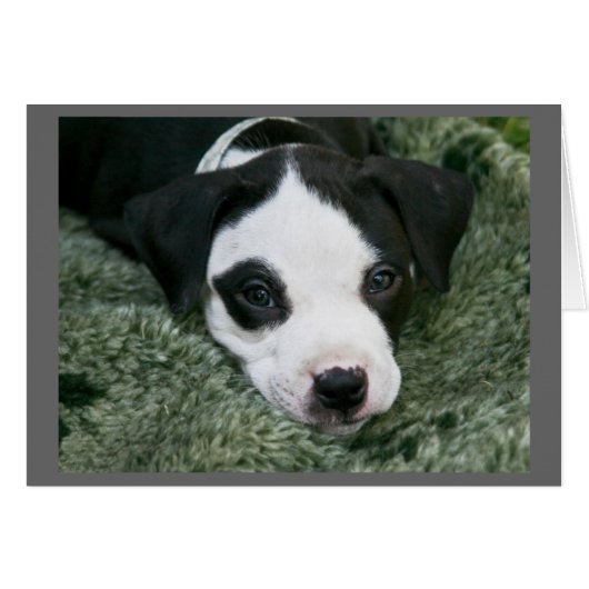 Carte de chiot Pit Bull Terrier - "Angie" (Devant Horizontal)