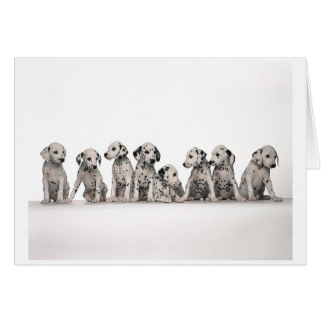 Carte de chiots dalmate (Devant horizontal)