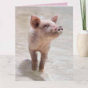 CARTE DE COCHON DE PORC D'AMOUR CARTES