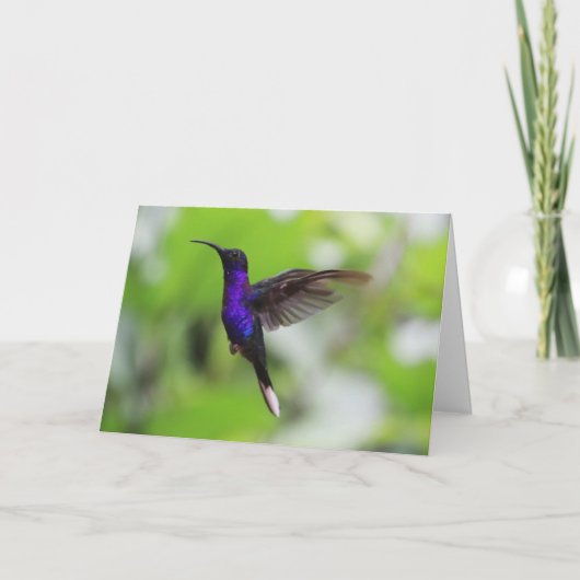 Carte de colibri Violet Sabrewing (Devant)