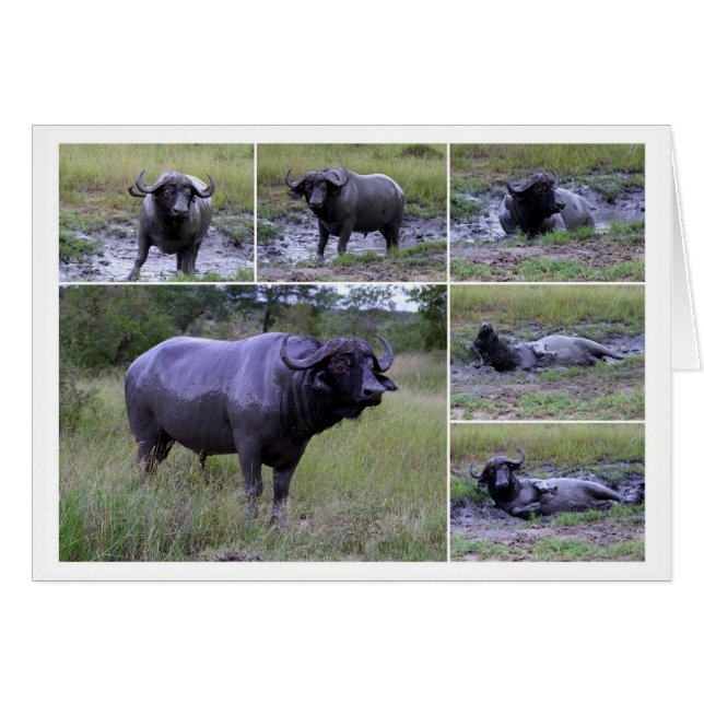 Carte de collage de bain de boue du Cap Buffalo (Devant horizontal)