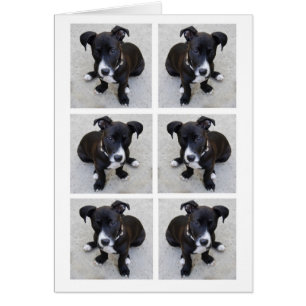 Carte de collage de chiot de Loki