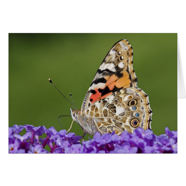 Carte de collecte de nectar (Devant horizontal)