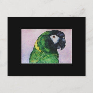 Carte de commerce d'art Macaw ACEO de couleur jaun