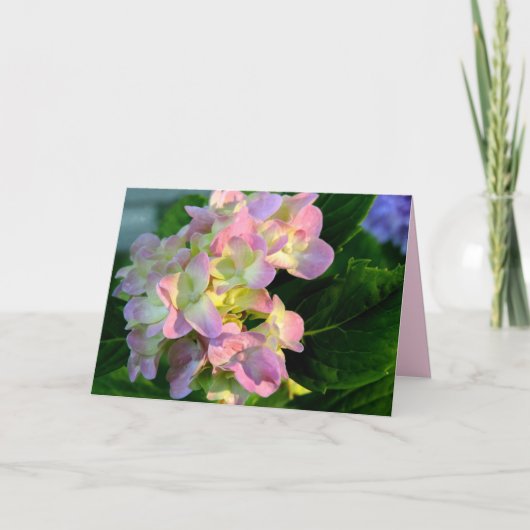 Carte de condoléances pour Hydrangea Rose Ensoleil (Devant)