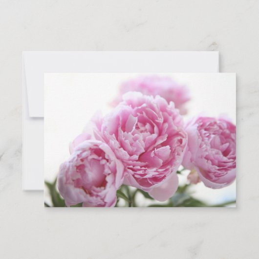 Carte de conseil pour les pivoines roses (Dos)