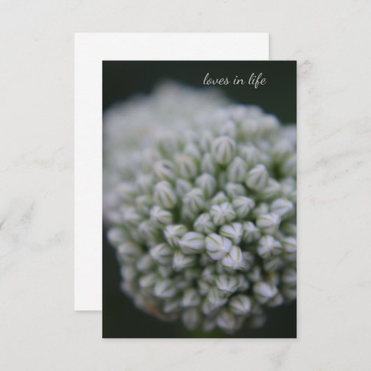 Carte De Correspondance Allium blanc (Devant / Derrière)