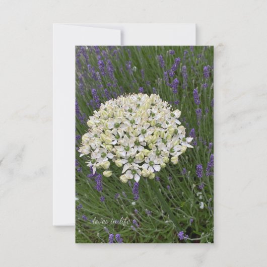 Carte De Correspondance Allium blanc et fleurs lavande (Devant)