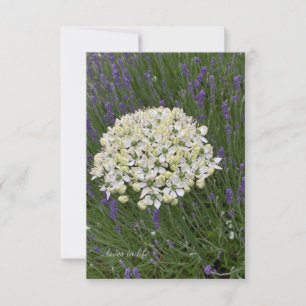 Carte De Correspondance Allium blanc et fleurs lavande