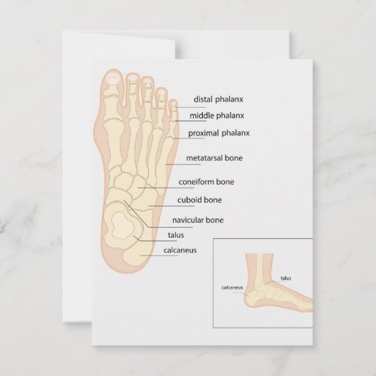 Carte De Correspondance Anatomie du pied humain (Devant)