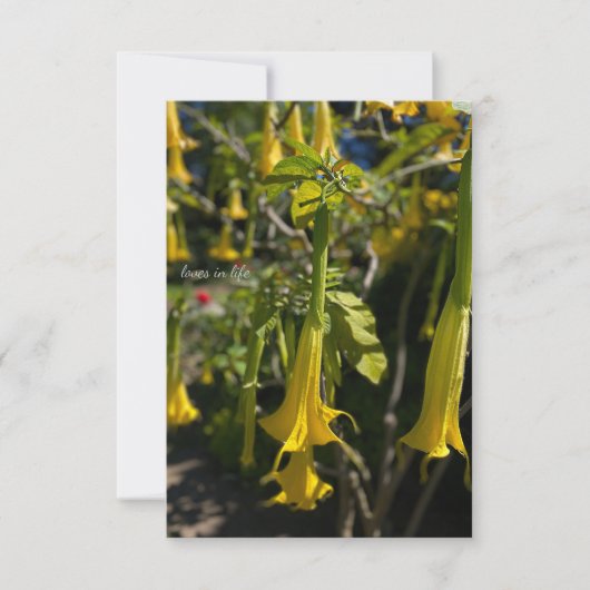 Carte De Correspondance Angel Trumpet (Devant)
