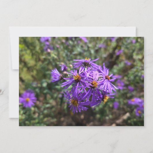 Carte De Correspondance Autumn's Purple Glow (Devant)