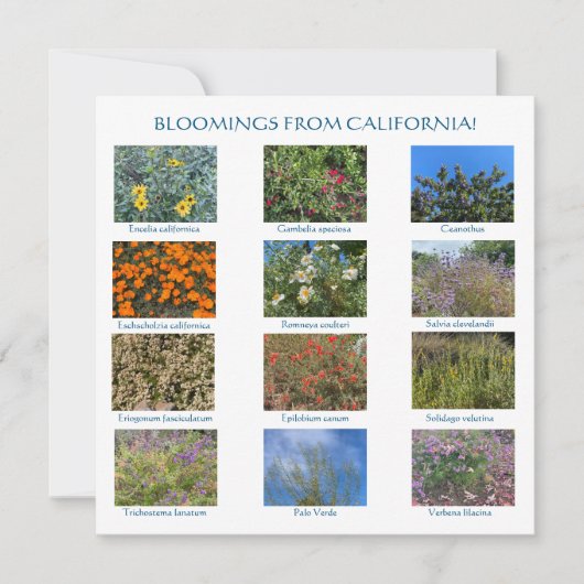 Carte De Correspondance aWorld2Celebrate: FLEURS DE CALIFORNIE ! (Devant)