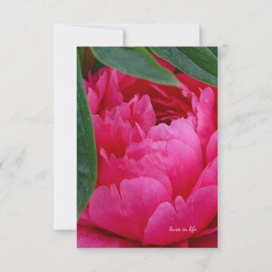 Carte De Correspondance Bashful Pink Peony (Devant)