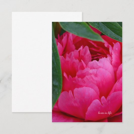 Carte De Correspondance Bashful Pink Peony (Devant / Derrière)