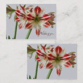 Carte De Correspondance Belle Amaryllis fleur & crème texte anniversaire (Devant / Derrière)