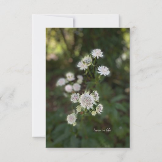 Carte De Correspondance Belle Fleur d'été blanche (Devant)