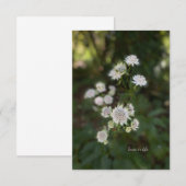 Carte De Correspondance Belle Fleur d'été blanche (Devant / Derrière)