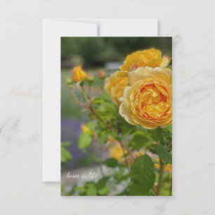 Carte De Correspondance Belle Rose Jaune