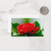 Carte De Correspondance Belles gouttes de rosée du matin sur une rose roug (Devant/Arrière en situation)