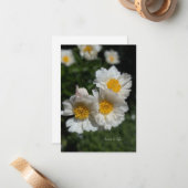 Carte De Correspondance Belles pivoines blanches (Devant/Arrière en situation)