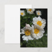 Carte De Correspondance Belles pivoines blanches (Devant / Derrière)