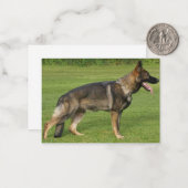 Carte De Correspondance Berger Allemand Sable Complet (Devant/Arrière en situation)