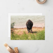 Carte De Correspondance Bison à l'eau (Devant/Arrière en situation)