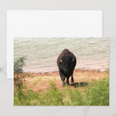 Carte De Correspondance Bison à l'eau (Devant / Derrière)