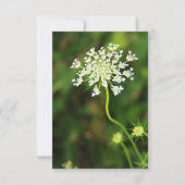 Carte De Correspondance Blank Queen Anne's Lace Fleur sauvage (Devant)