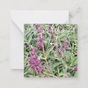 Carte De Correspondance Bloomings de Californie : Hummingbird Sage