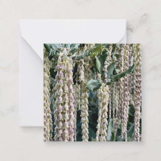 Carte De Correspondance Bloomings de Californie : Silk Tassel (Devant)