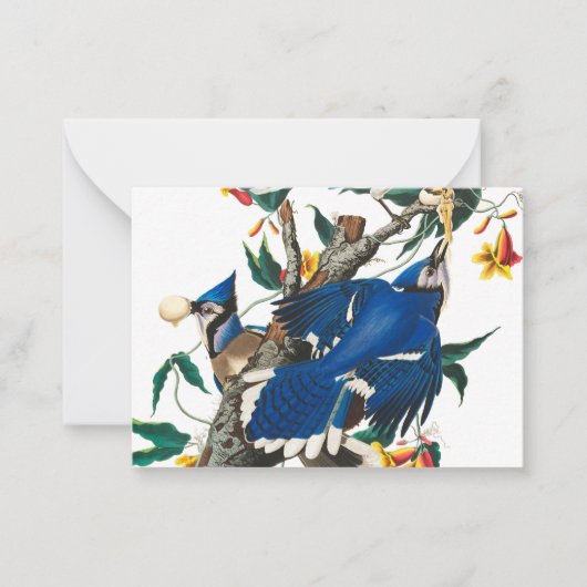 Carte De Correspondance Blue Jay par John James Audubon (Devant)