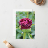 Carte De Correspondance Bourgogne Peony Bud (Devant/Arrière en situation)