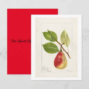 Carte De Correspondance Branche de poires (Pyrus Communis) (1893) Petite