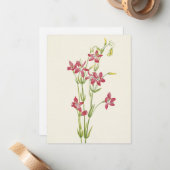 Carte De Correspondance Centaurium rose par Mary Vaux Walcott (Devant/Arrière en situation)