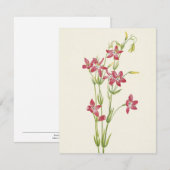 Carte De Correspondance Centaurium rose par Mary Vaux Walcott (Devant / Derrière)