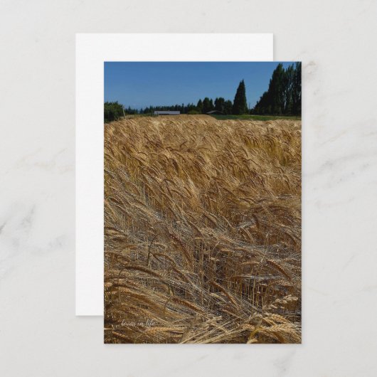 Carte De Correspondance Champ de blé d'été (Devant / Derrière)