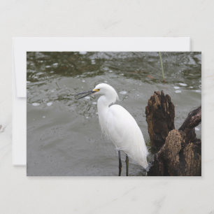 Carte De Correspondance Chanter Snowy Egret