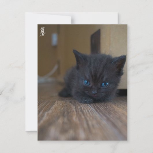 Carte De Correspondance Chaton noir (Devant)