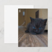 Carte De Correspondance Chaton noir (Devant / Derrière)