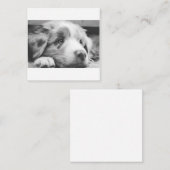 Carte De Correspondance chiot australien (Devant / Derrière)