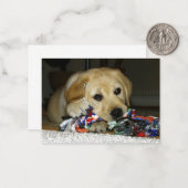 Carte De Correspondance chiot labrador jaune LR avec jouet (Devant/Arrière en situation)