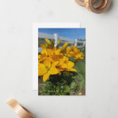 Carte De Correspondance Clôture blanche, Lys jaunes (Devant/Arrière en situation)