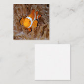 Carte De Correspondance Clownfish - Molokai (Devant / Derrière)