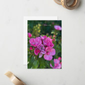 Carte De Correspondance Cluster de roses roses roses (Devant/Arrière en situation)