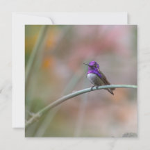 Colibri aux belles plumes violettes