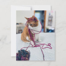 Cozy Orange Tabby Note Cards for Cat Lovers