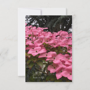 Carte De Correspondance Dogwood rose
